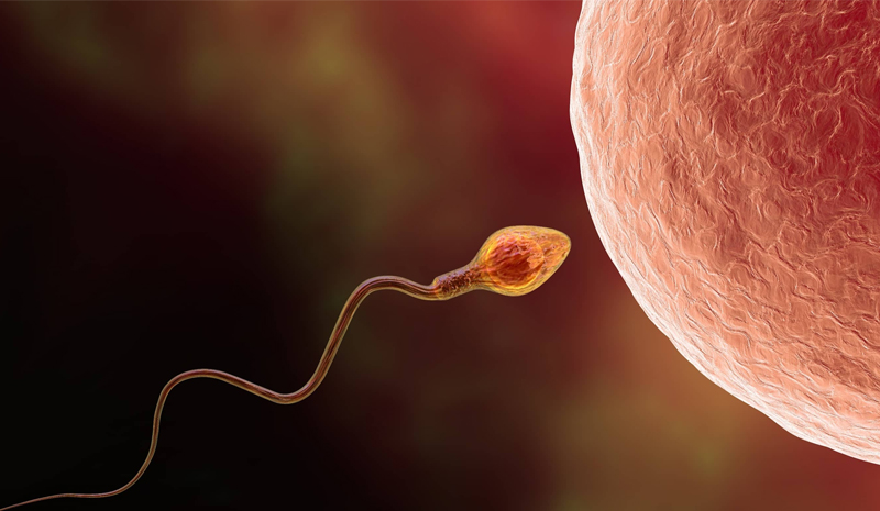 Falling Sperm Count - A Cause for Introspection -