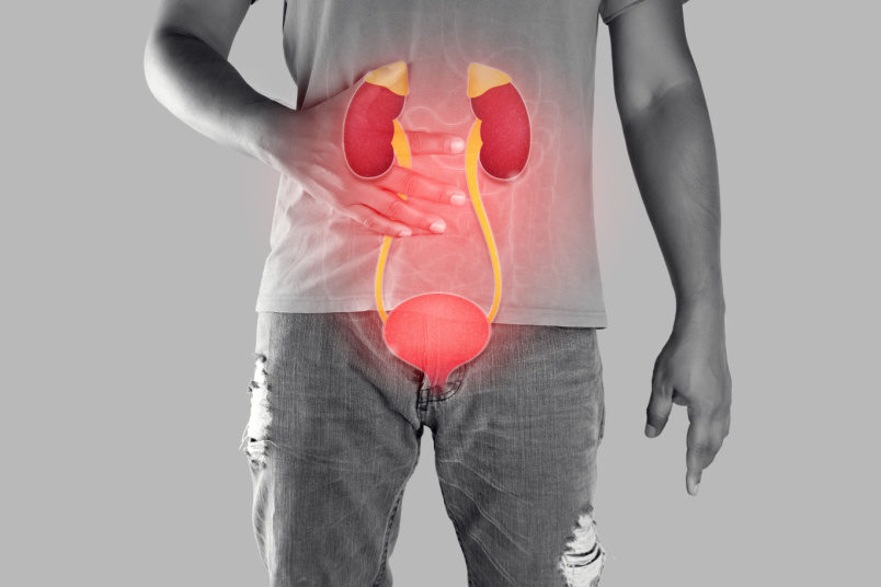 Urethra Illustration on The Men Body - NU Hospitals