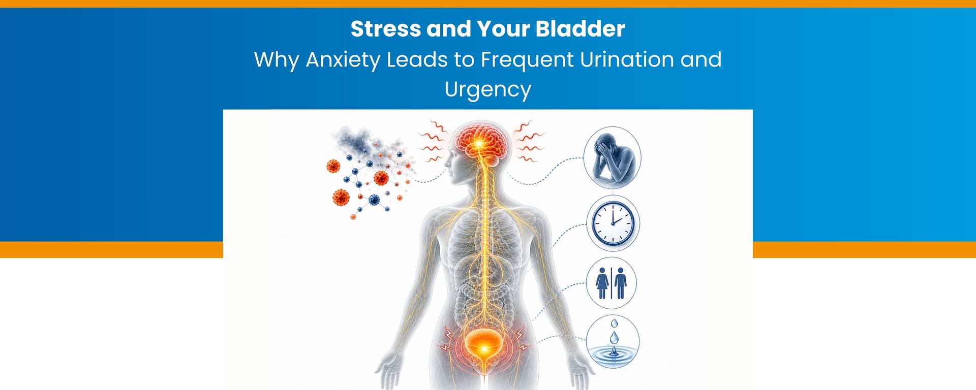 Stress and Your Bladder: Why Anxiety Leads to Frequent Urination and Urgency