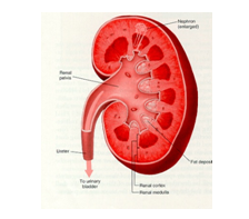 Acute Kidney Failure